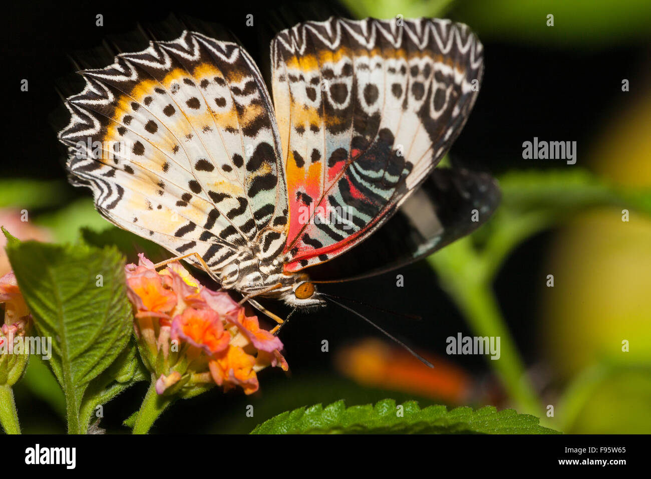 Malay Lacewing Butterfly, (Cethosia hypsea), ventral view Stock Photo
