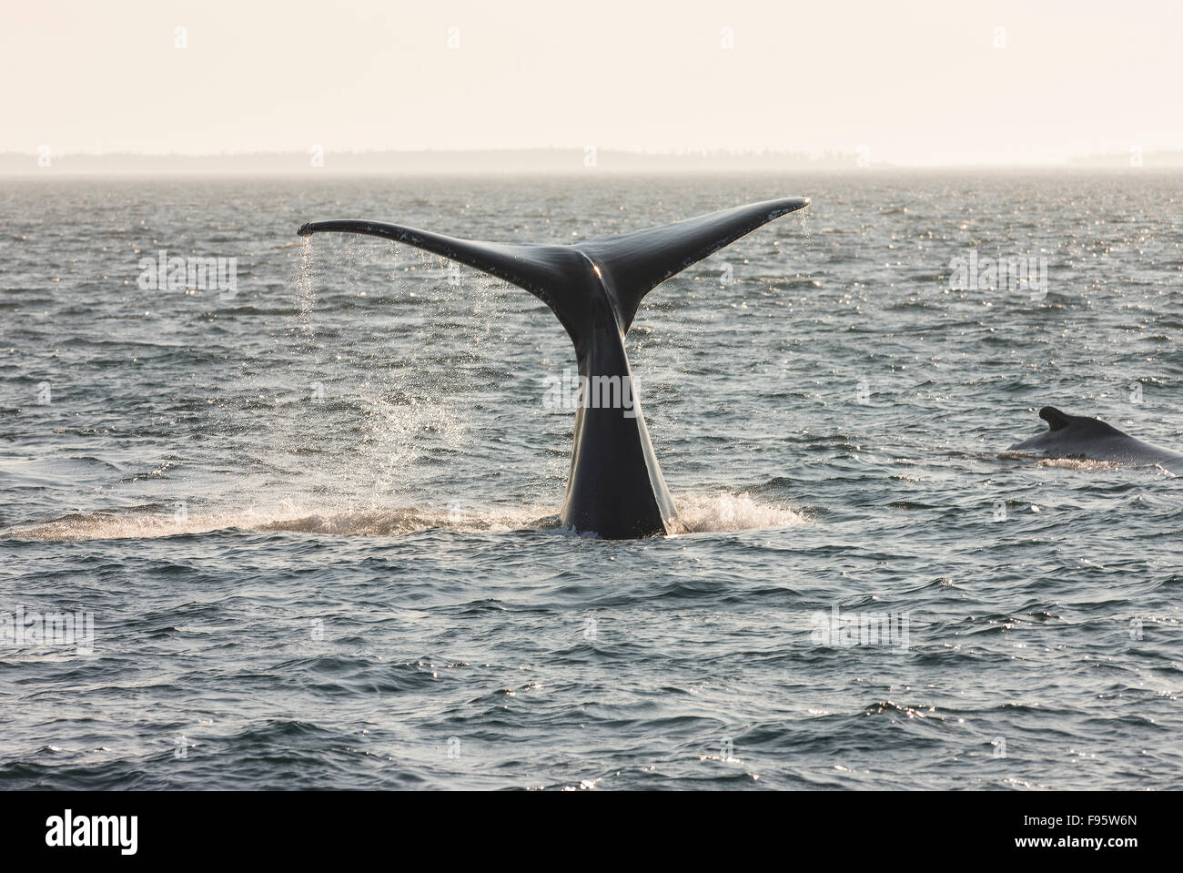 Humpback whale fluke, (Megaptera novaeangliae) off Grand Manan Island, Bay of Fundy, New Brunswick, Canada Stock Photo