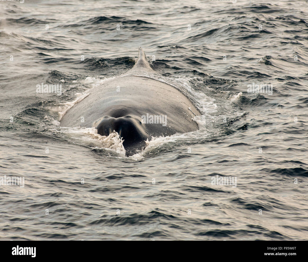 (Megaptera novaeangliae) Humpback Whale, Witless Bay Ecological Reserve, Newfoundland, Canada Stock Photo