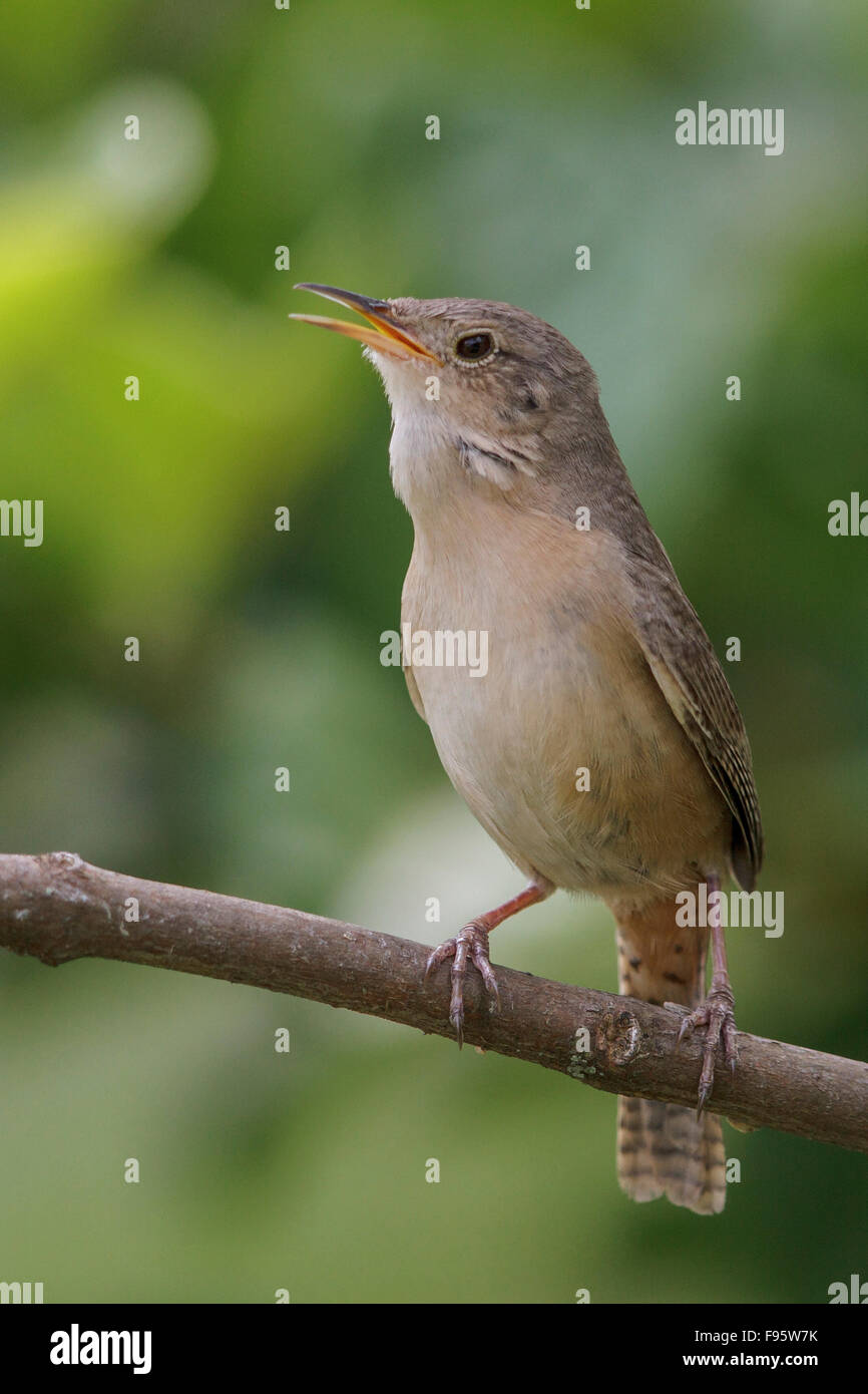 House Wren (Troglodytes aedon) perched on a branch in the Atlantic rainforest of southeast Brazil. Stock Photo