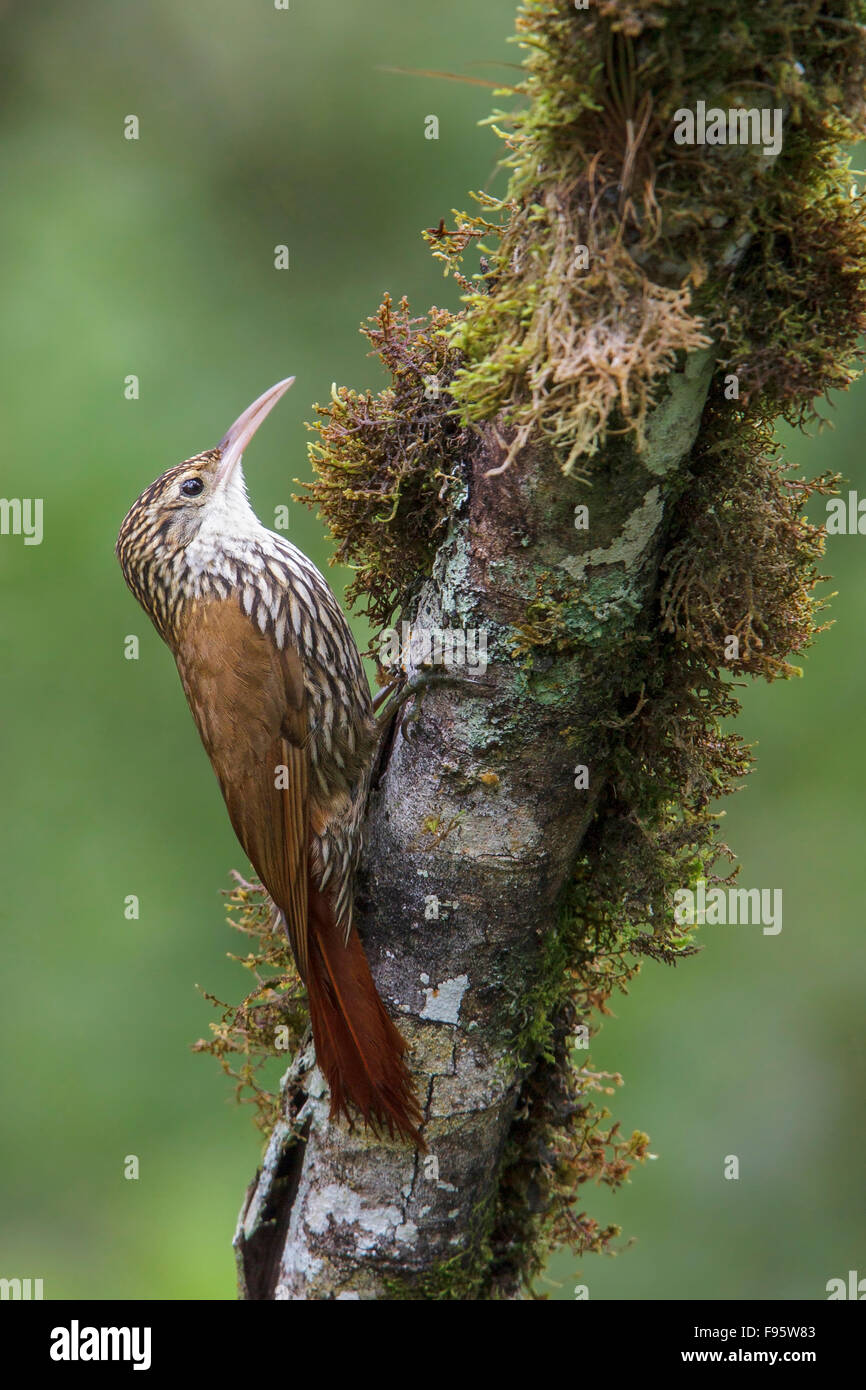 Scaled Woodcreeper (Lepidocolaptes squamatus) perched on a branch in the Atlantic rainforest of southeast Brazil. Stock Photo
