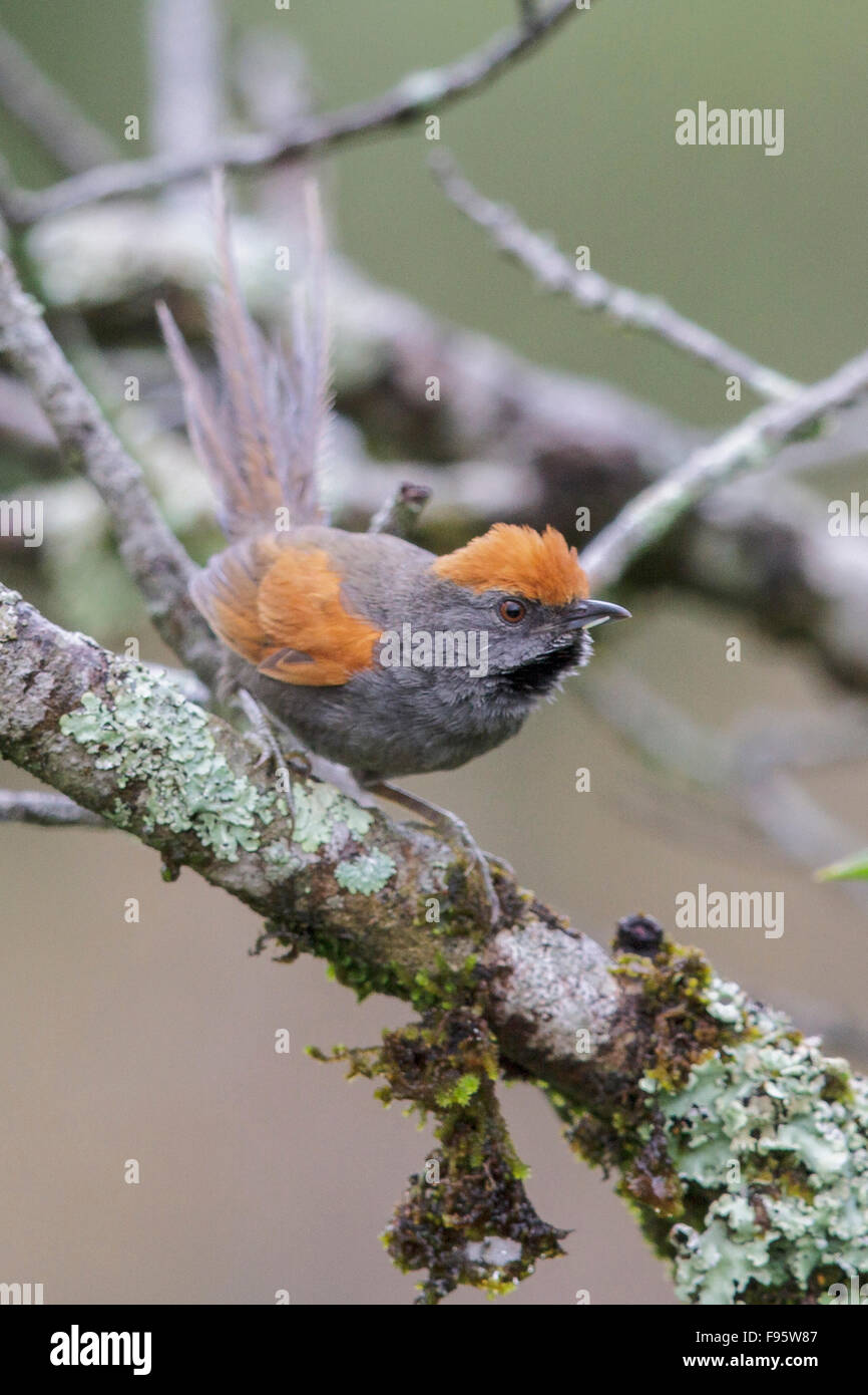 Spix's Spinetail (Synallaxis spixi) perched on a branch in the Atlantic rainforest of southeast Brazil. Stock Photo
