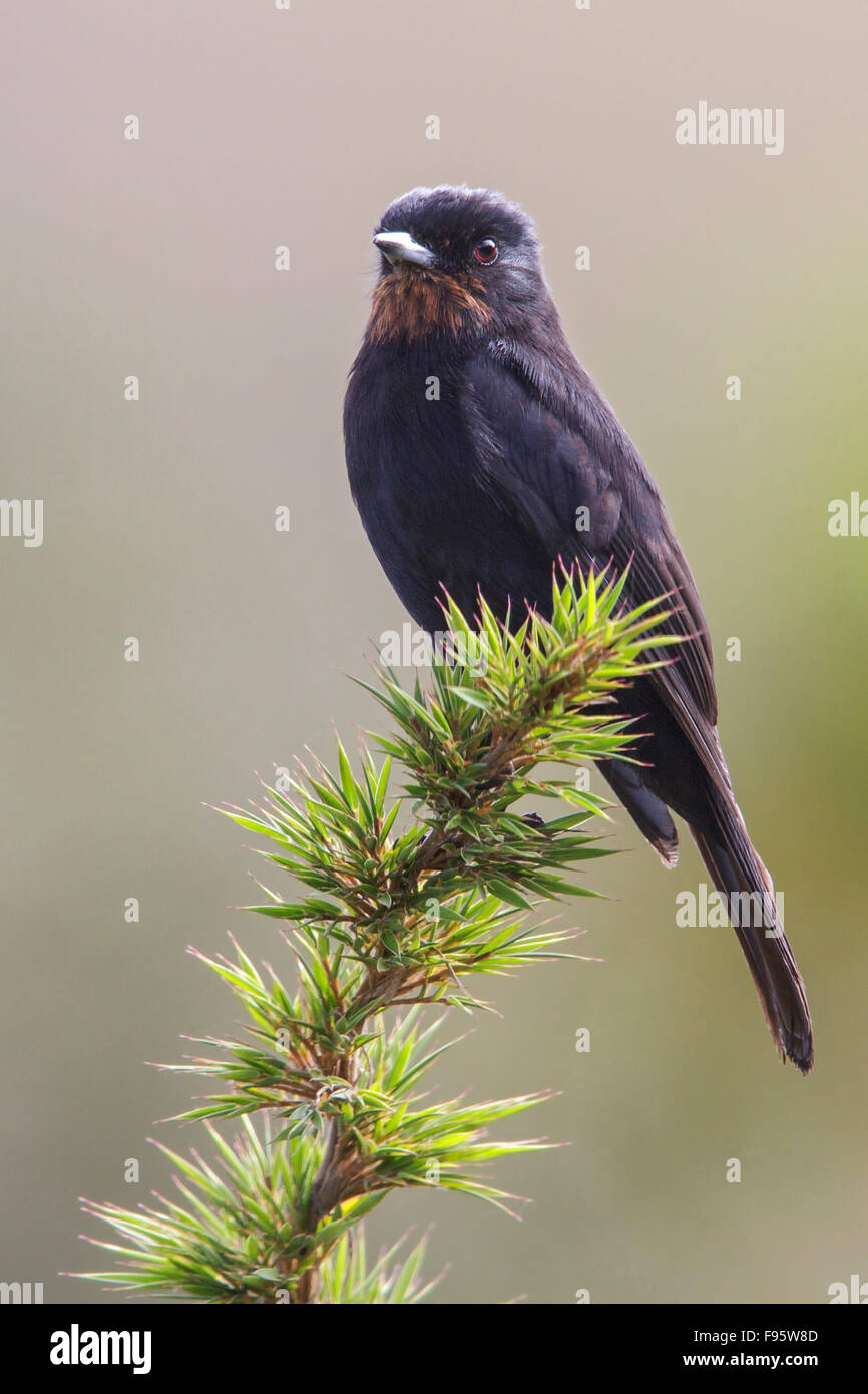 Velvety Black Tyrant (Knipolegus nigerrimus) perched on a branch in the Atlantic rainforest of southeast Brazil. Stock Photo