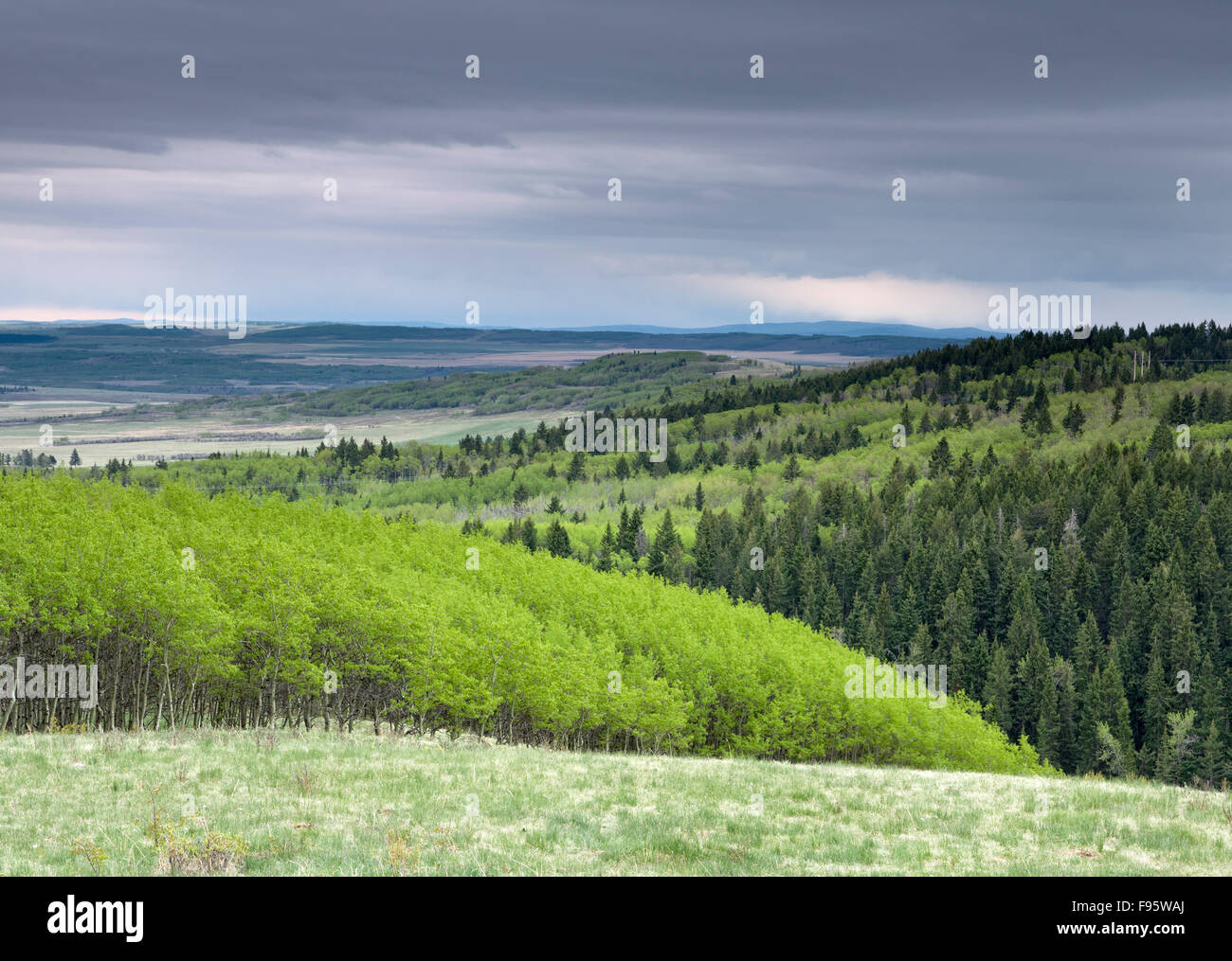 Natural moments photography tree hires stock photography and images Alamy