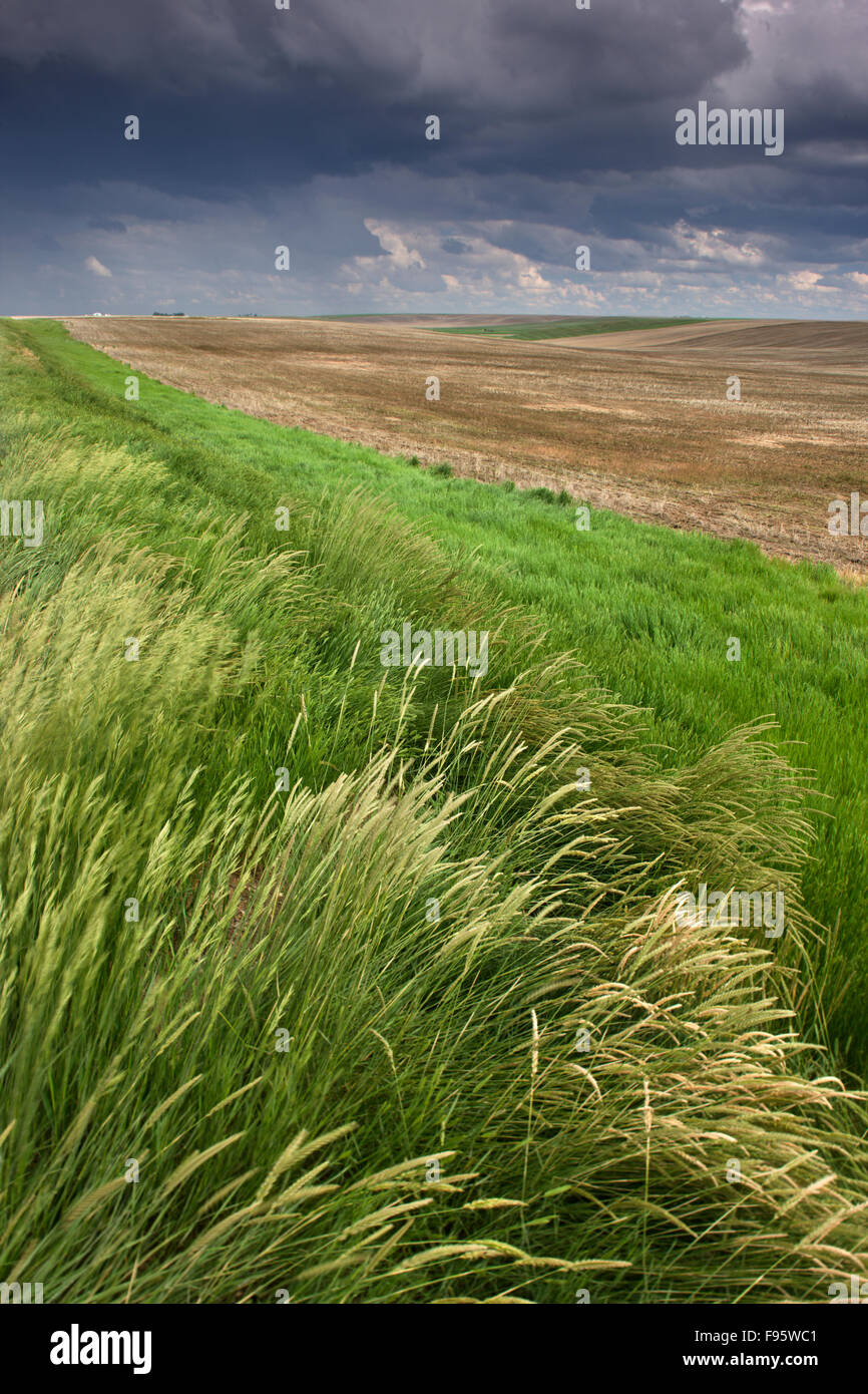 cropland near Lancer, Saskatchewan, Canada Stock Photo