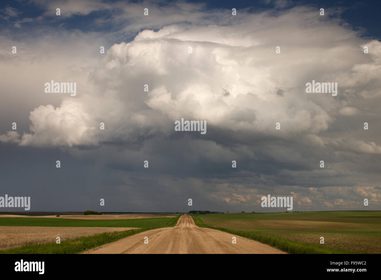 Country road and cropland near Leader, Saskatchewan, Camada Stock Photo