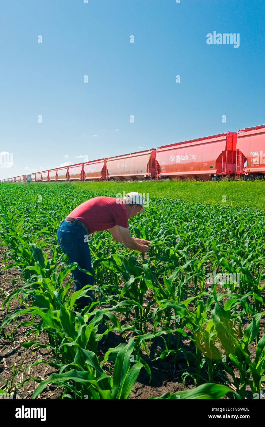 a farmer examines early growth corn next to rail hopper cars carrying potash, near Carman, Manitoba, Canada Stock Photo