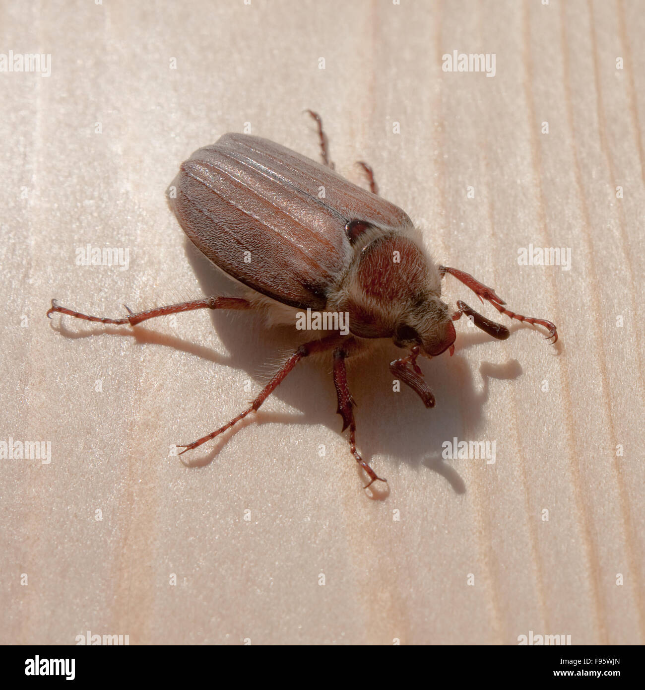 Cockchafer on the Wood Stock Photo