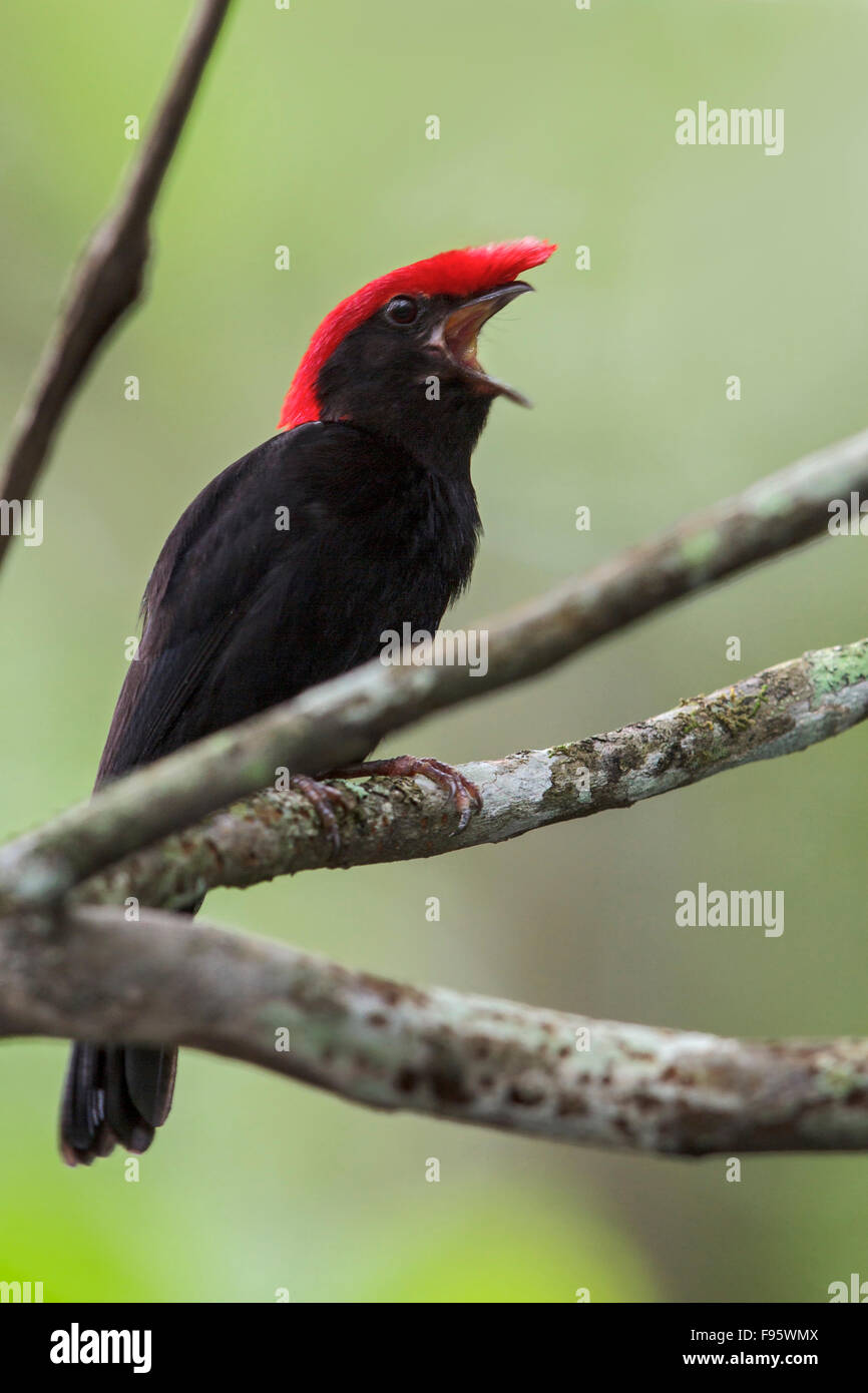 Helmeted Manakin (Antilophia galeata) perched on a branch in the
