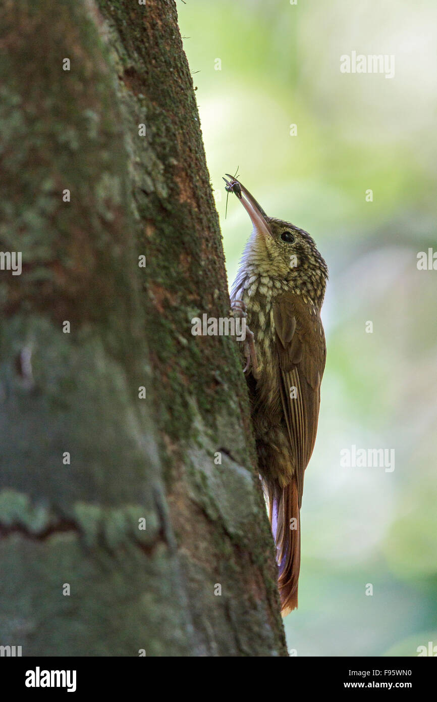 Lesser Woodcreeper (Xiphorhynchus fuscus) perched on a branch in the Atlantic rainforest of southeast Brazil. Stock Photo