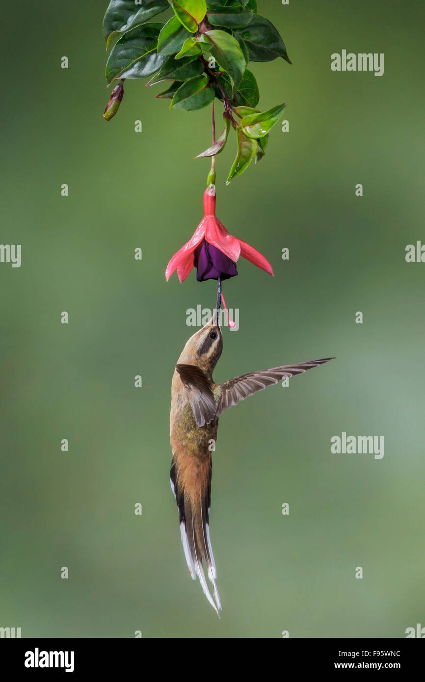 Planalto Hermit (Phaethornis pretrei) flying and feeding at a flower in the Atlantic rainforest of southeast Brazil. Stock Photo