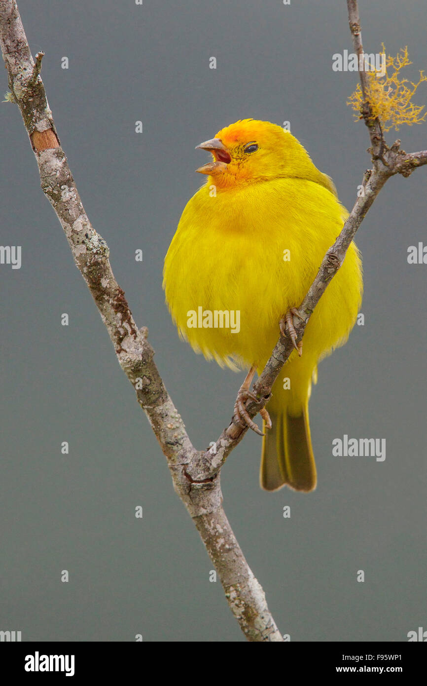 Saffron Finch (Sicalis flaveola) perched on a branch in the Atlantic rainforest of southeast Brazil. Stock Photo