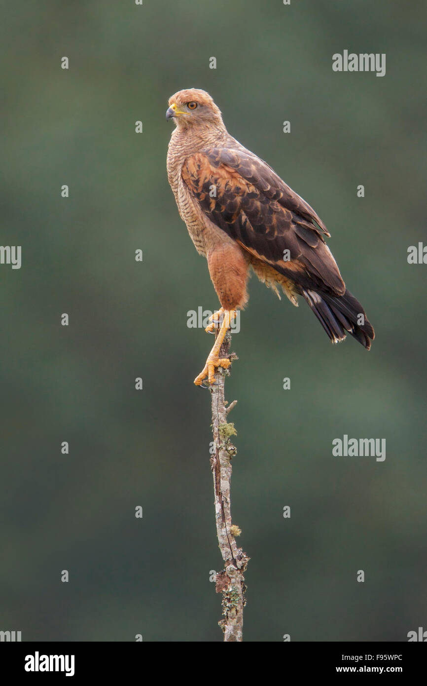 Savanna Hawk (Buteogallus meridionalis) perched on a branch in the Atlantic rainforest of southeast Brazil. Stock Photo