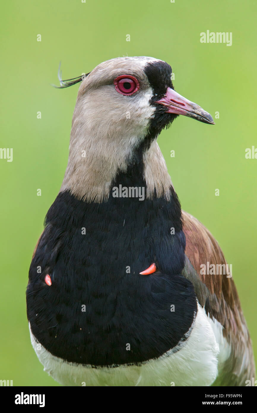 Southern Lapwing (Vanellus chilensis) on the ground in the Atlantic rainforest of southeast Brazil. Stock Photo