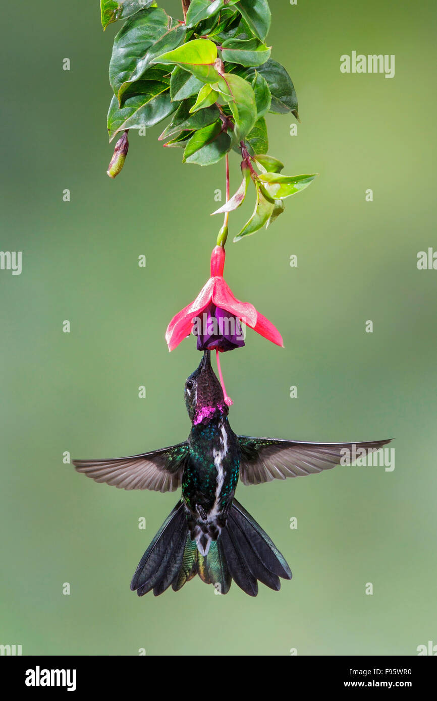Stripebreasted Starthroat (Heliomaster squamosus) flying and feeding at a flower in the Atlantic rainforest of southeast Brazil. Stock Photo