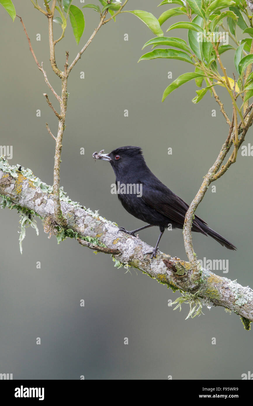 Velvety Black Tyrant (Knipolegus nigerrimus) perched on a branch in the Atlantic rainforest of southeast Brazil. Stock Photo