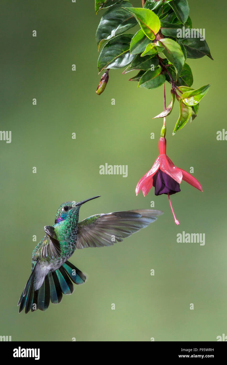 Whitevented Violetear (Colibri serrirostris) flying and feeding at a flower in the Atlantic rainforest of southeast Brazil. Stock Photo