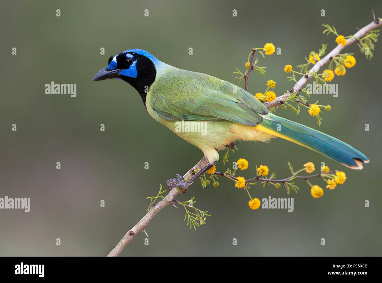 Green Jay, Santa Clara Ranch, Texas Stock Photo - Alamy