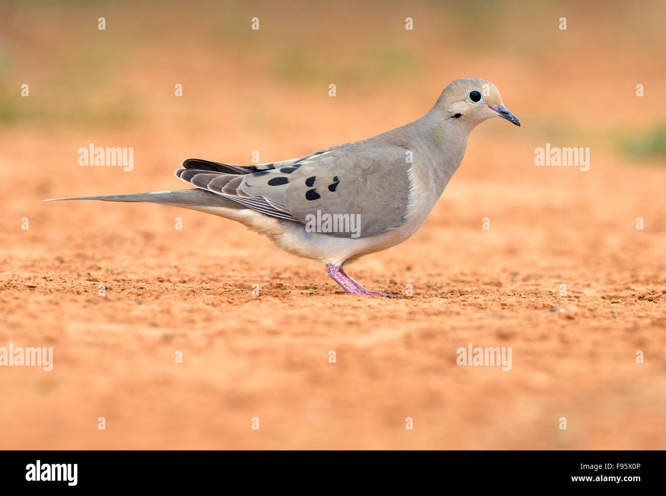 Mourning Dove, Zenaida macroura, Houston, Texas, USA Stock Photo Alamy