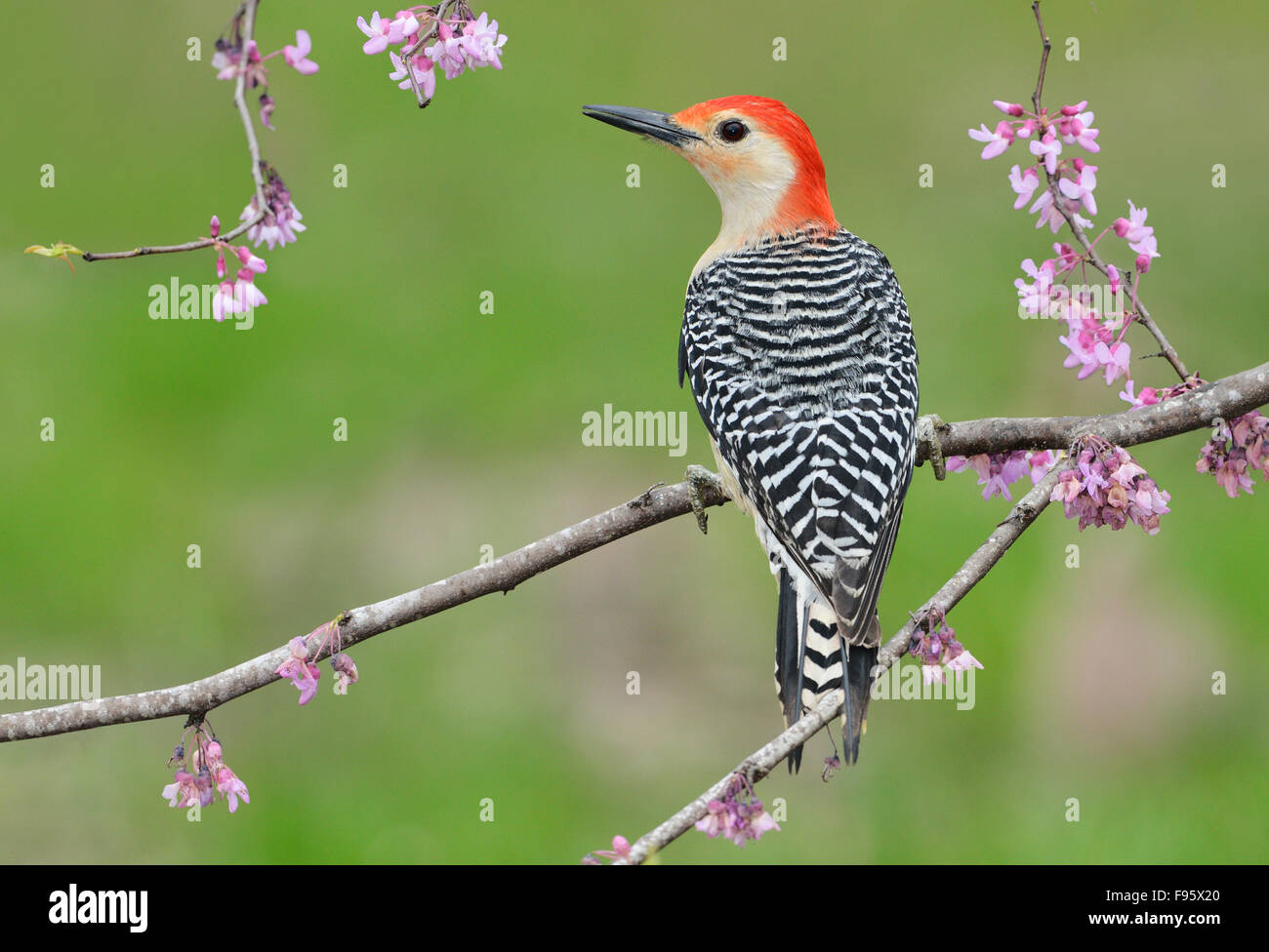 Redbellied Woodpecker, Houston Texas Stock Photo