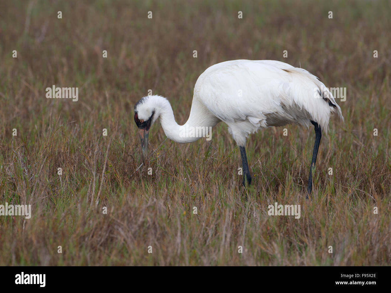 Whooping Crane, Aransas National Wildlife Refuge, Texas Stock Photo