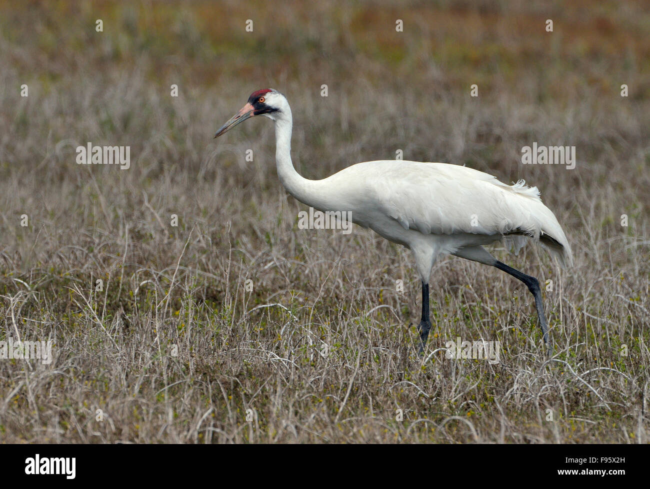 Whooping Crane, Aransas National Wildlife Refuge, Texas Stock Photo