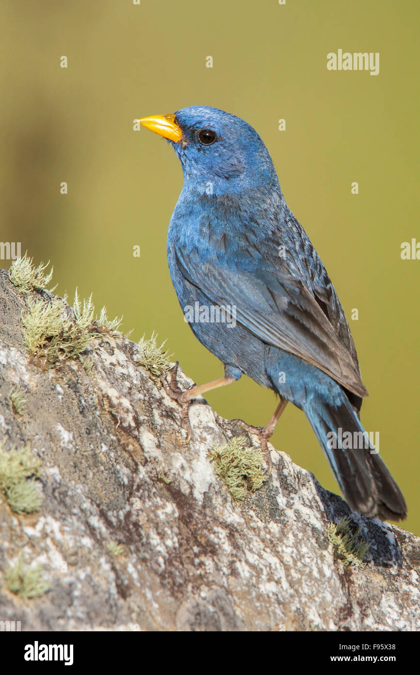 Blue Finch (Porphyrospiza caerulescens) perched on a rock in the