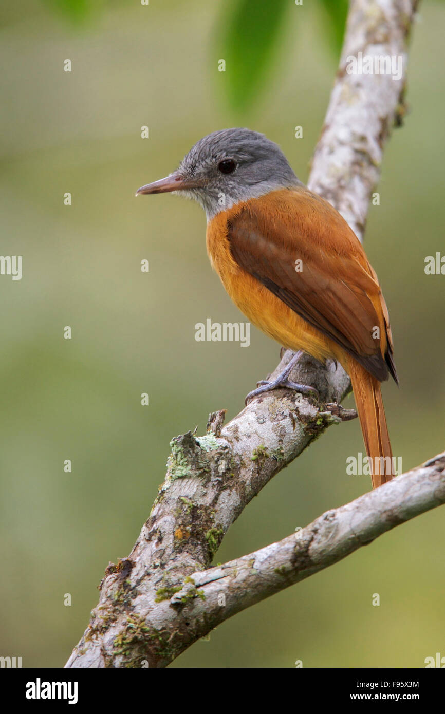 Greyhooded Attila (Attila rufus) perched on a branch in the Atlantic rainforest of southeast Brazil. Stock Photo