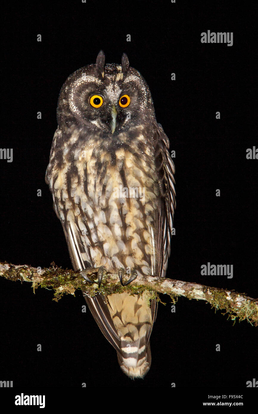 Stygian Owl (Asio stygius) perched on a branch in the Atlantic rainforest of southeast Brazil. Stock Photo