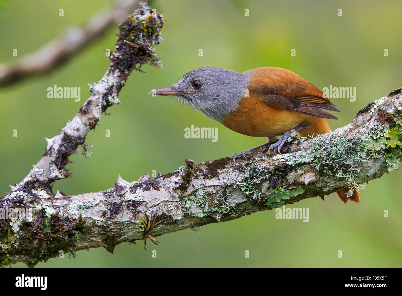 Greyhooded Attila (Attila rufus) perched on a branch in the Atlantic rainforest of southeast Brazil. Stock Photo