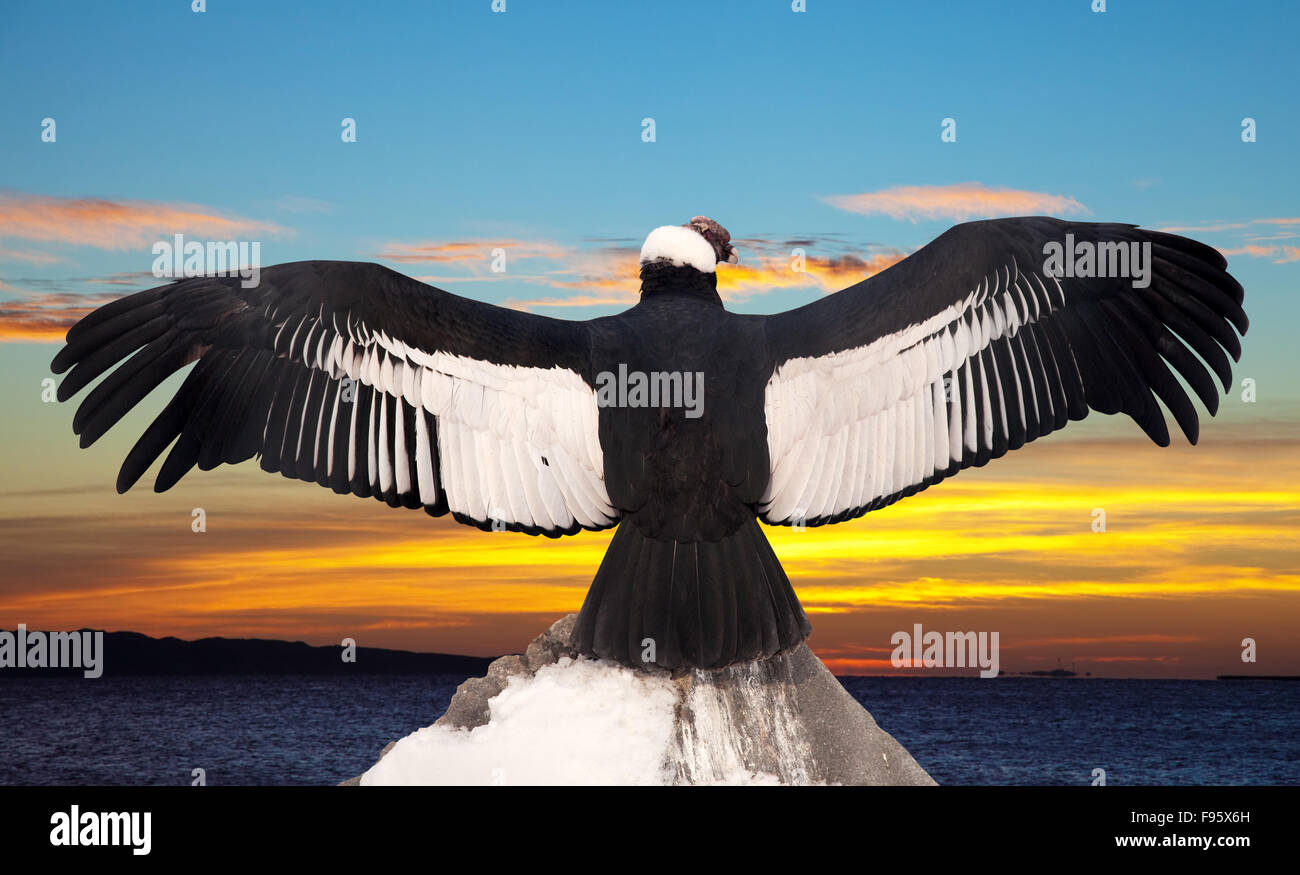Condors On Rocks Andean condor on rock against sunset sky background Stock Photo - Alamy