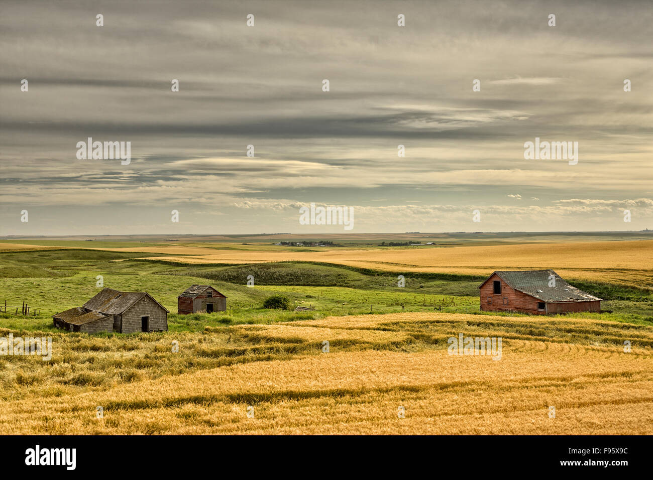 Old buidlings in barley cropland near Trochu, Alberta Stock Photo