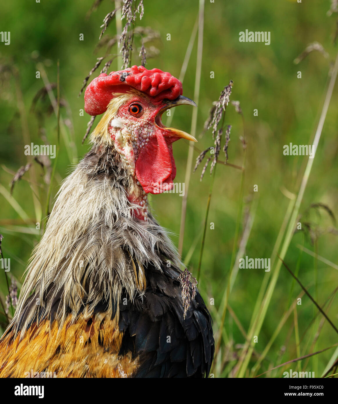 Portrait of Chicken, Hraunsnef Farm, Western Iceland Stock Photo