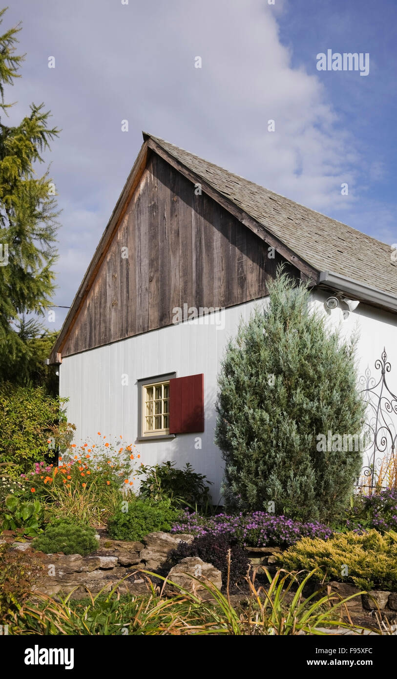 European Larch Larix Decidua Tree Next To An Old Barn Style