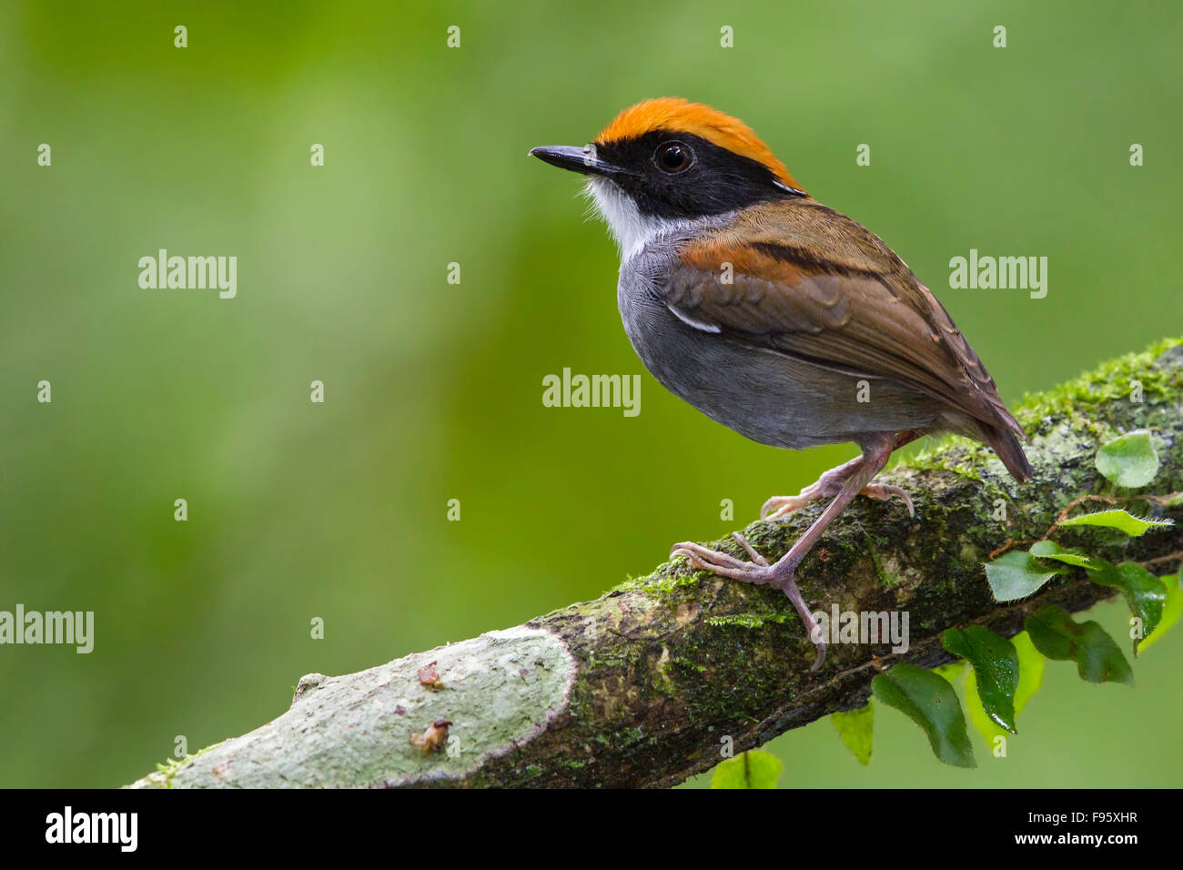 Blackcheeked Gnateater (Conopophaga melanops) perched on a branch in the Atlantic rainforest of southeast Brazil. Stock Photo