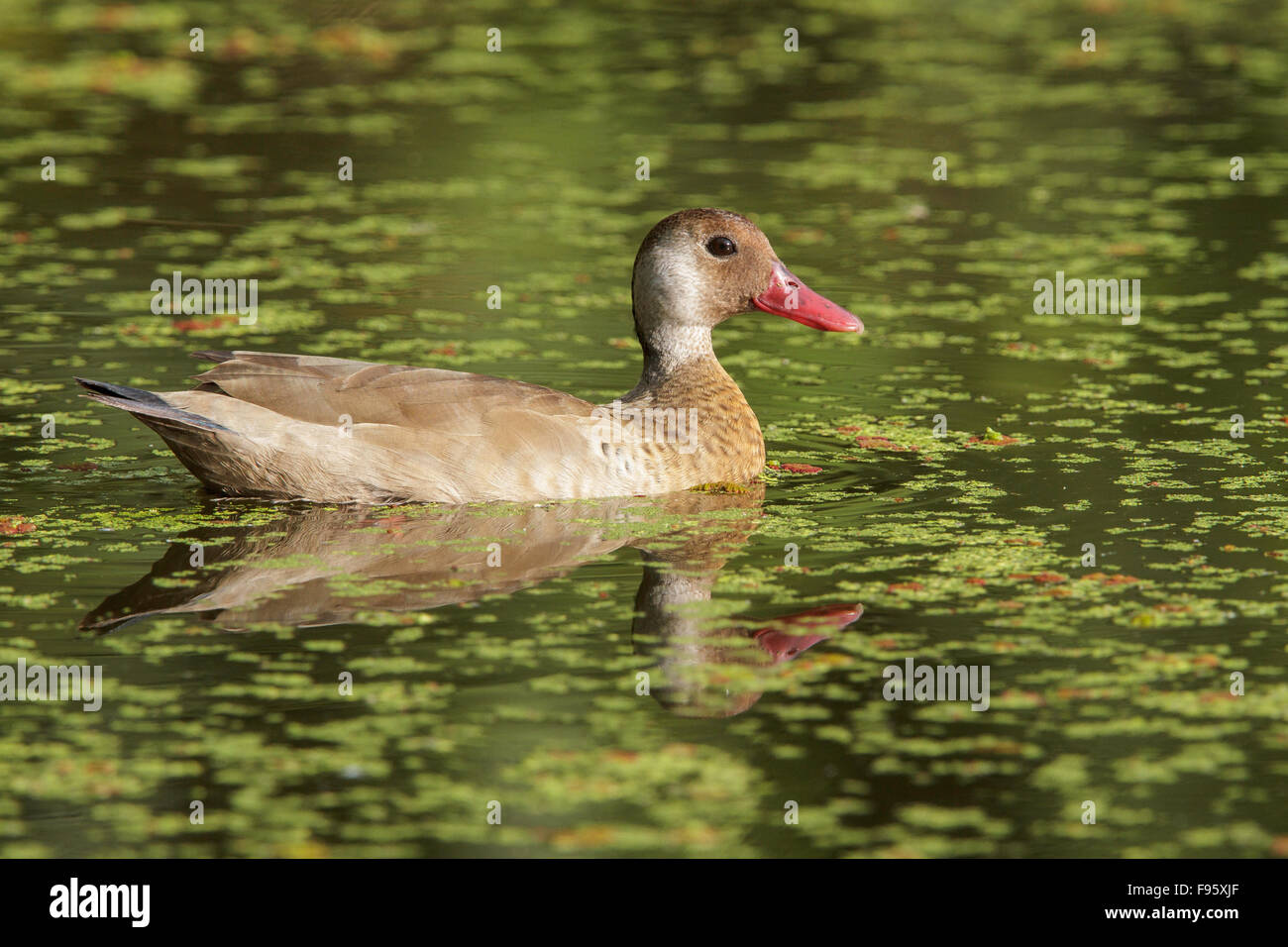 Brazilian Teal (Amazonetta brasiliensis) in a lake in the Atlantic rainforest of southeast Brazil. Stock Photo