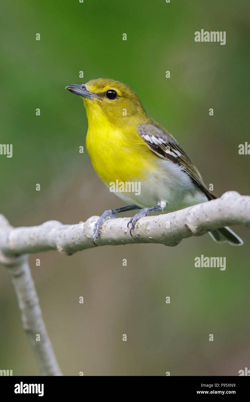 Yellowthroated Vireo (Vireo flavifrons) perched on a branch in southern Ontario, Canada. Stock Photo