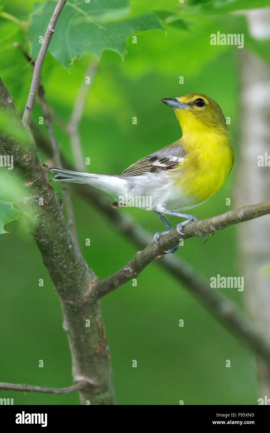 Yellowthroated Vireo (Vireo flavifrons) perched on a branch in southern Ontario, Canada. Stock Photo