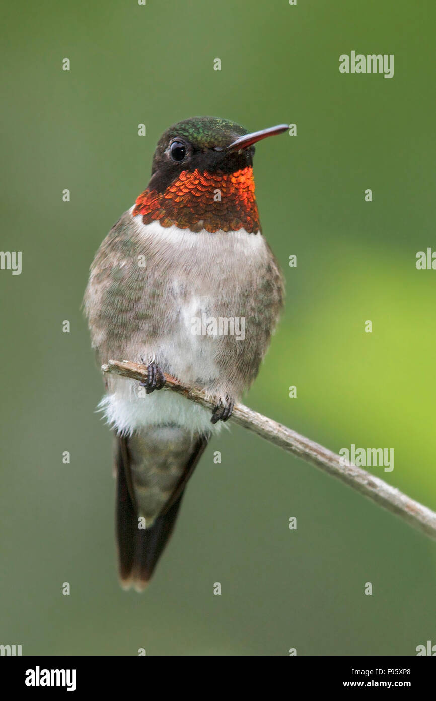 Rubythroated Hummingbird (Archilochus colubris) perched on a branch in southern Ontario, Canada. Stock Photo