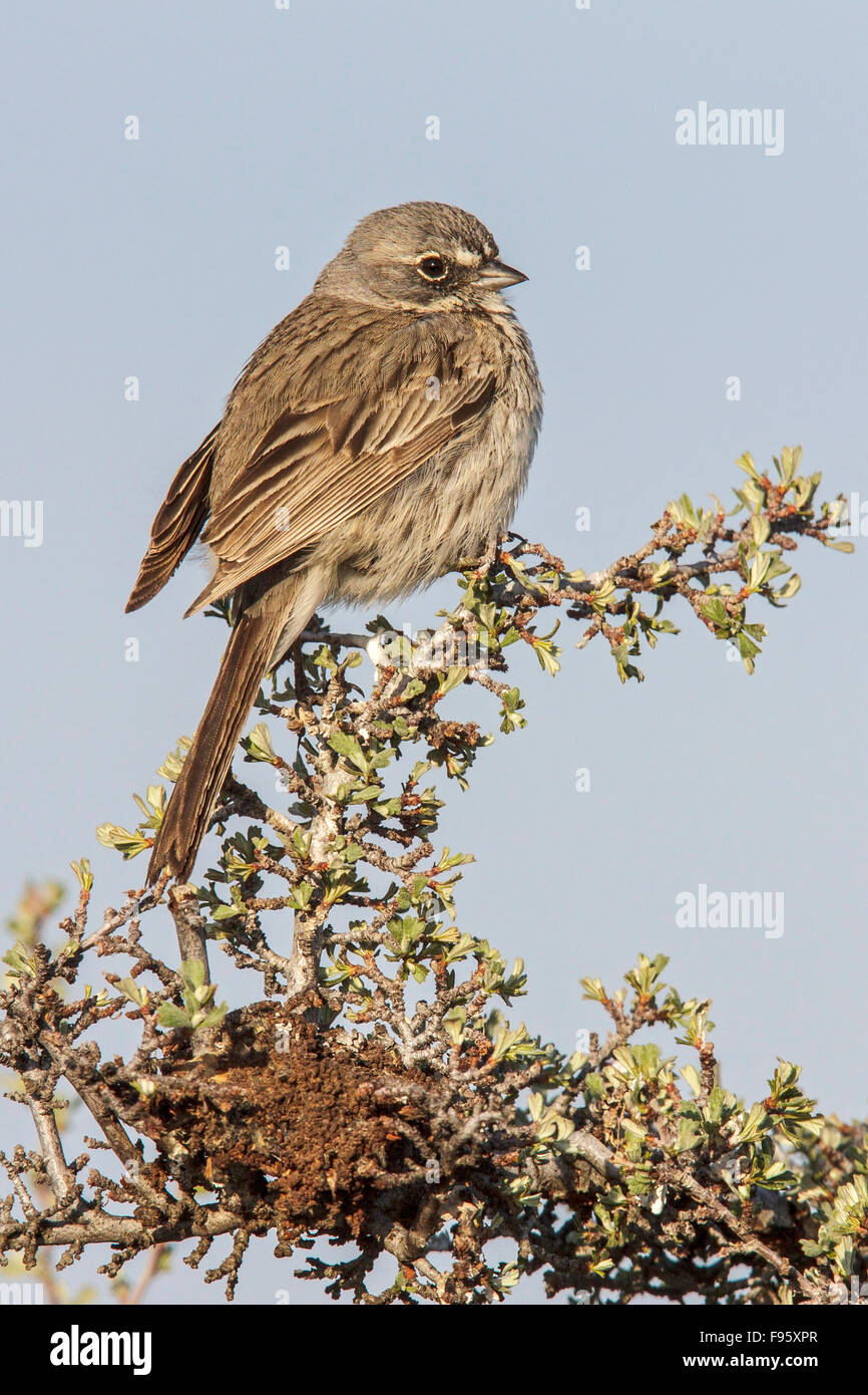 Sagebrush Sparrow (Artemisiospiza nevadensis) perched on a branch in central Washington State, USA. Stock Photo