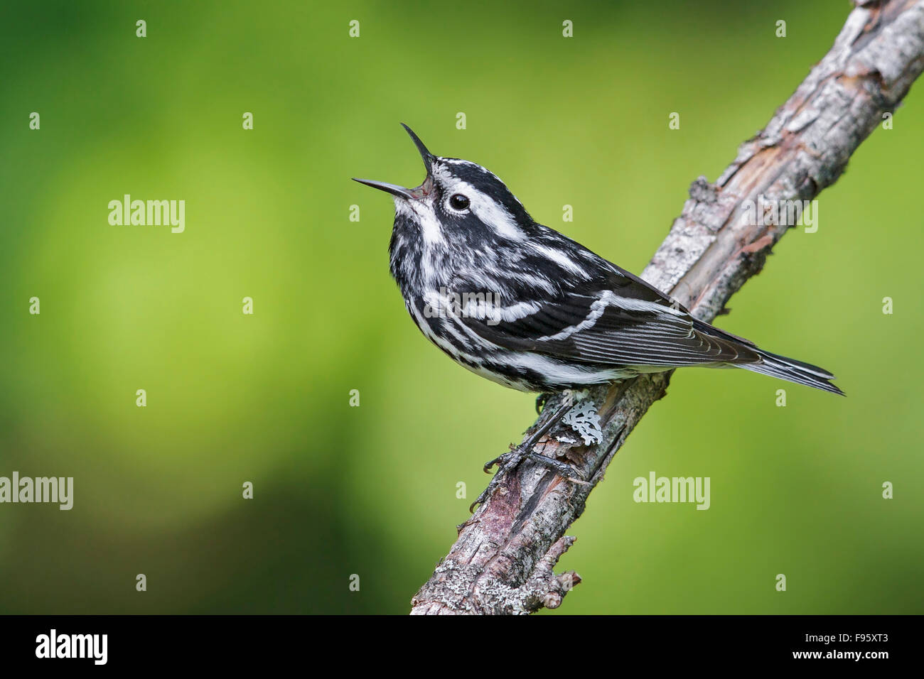 BlackandWhite Warbler (Mniotilta varia) perched on a branch in southern Ontario, Canada. Stock Photo