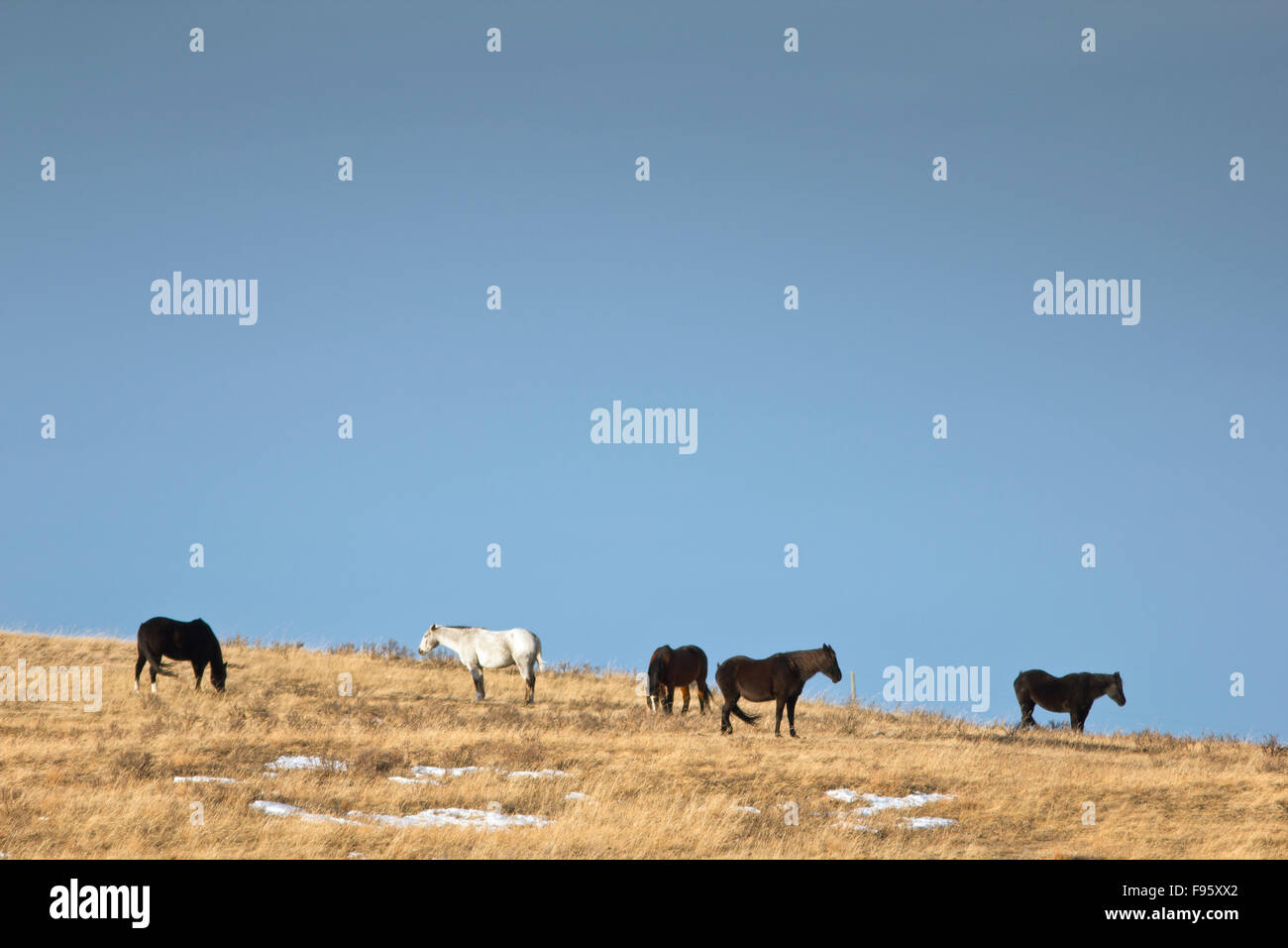 Horses on Prairie near Cochrane, Alberta Stock Photo