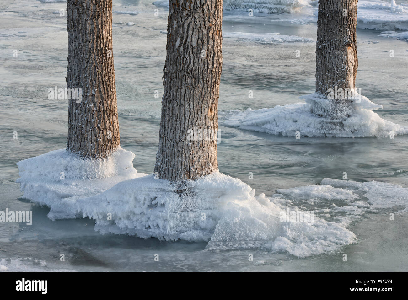 Cottonwood trees in the Bow River in winter, Glenbow Ranch Provincial