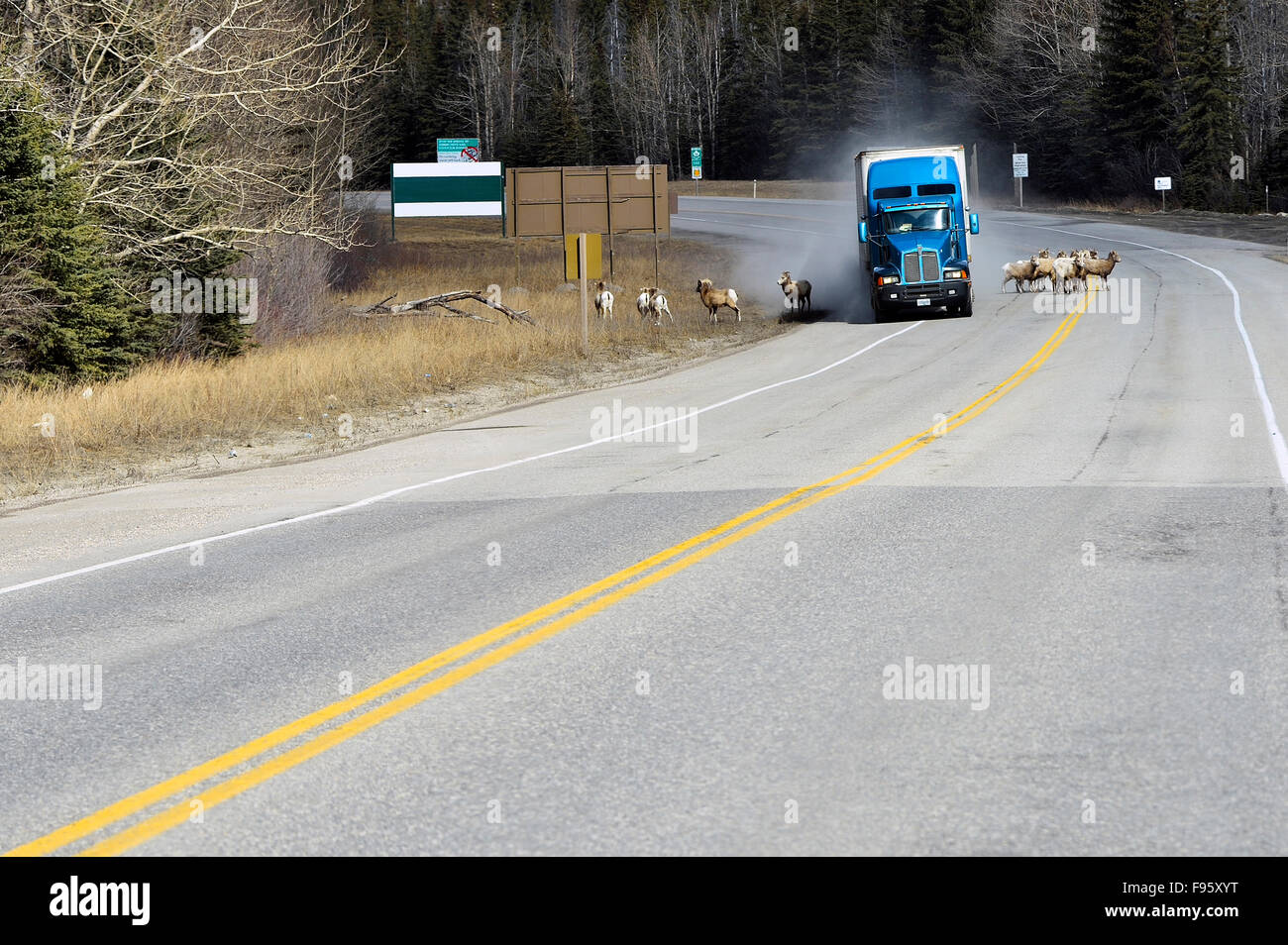 A semi truck driving off the road trying to avoid a herd of bighorn sheep that are on the highway near Jasper National Park, Stock Photo