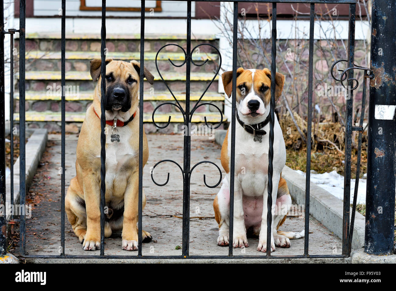 House dogue cheap