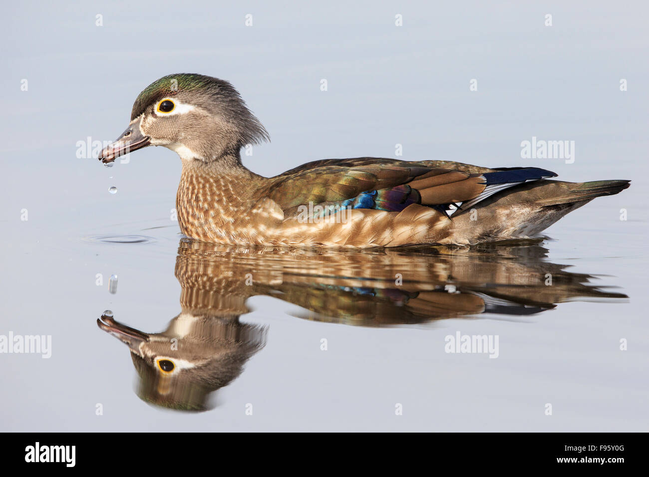 Wood duck (Aix sponsa), female, Burnaby Lake, British Columbia. Stock Photo