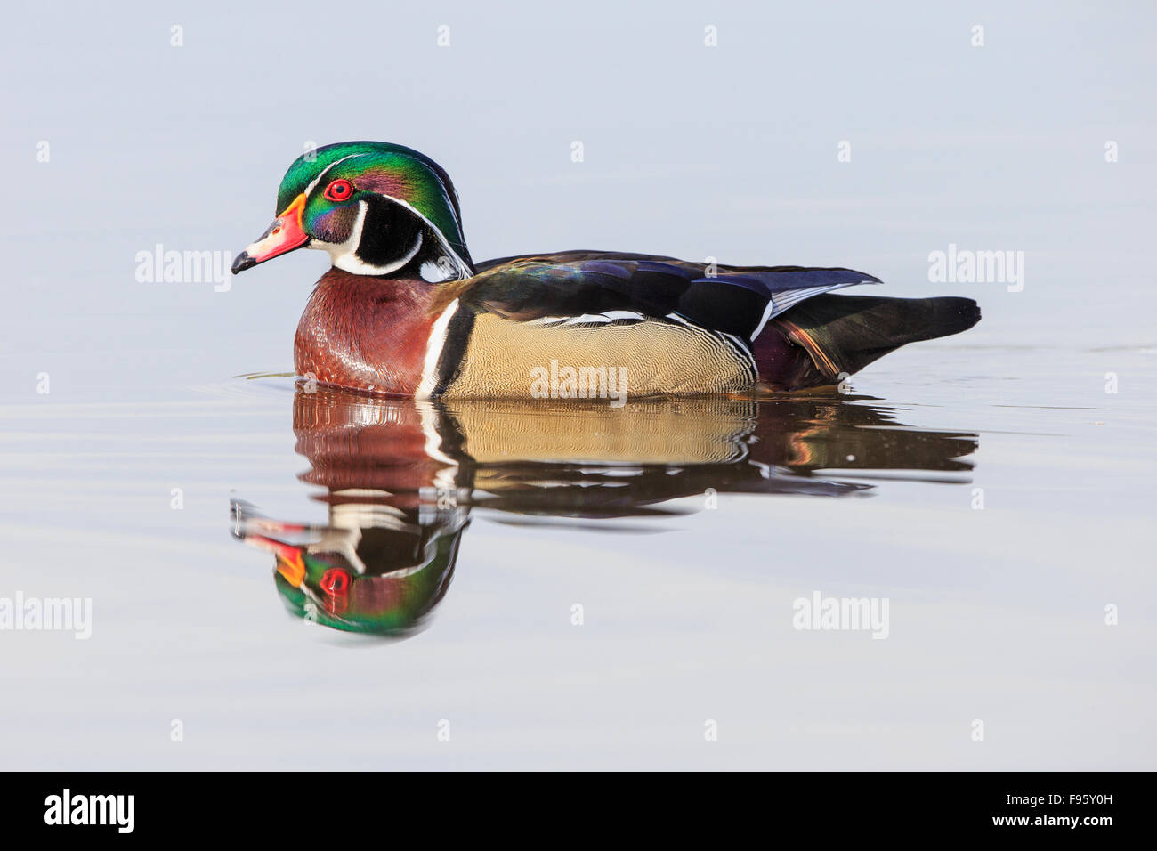 Wood duck (Aix sponsa), male, Burnaby Lake, British Columbia. Stock Photo