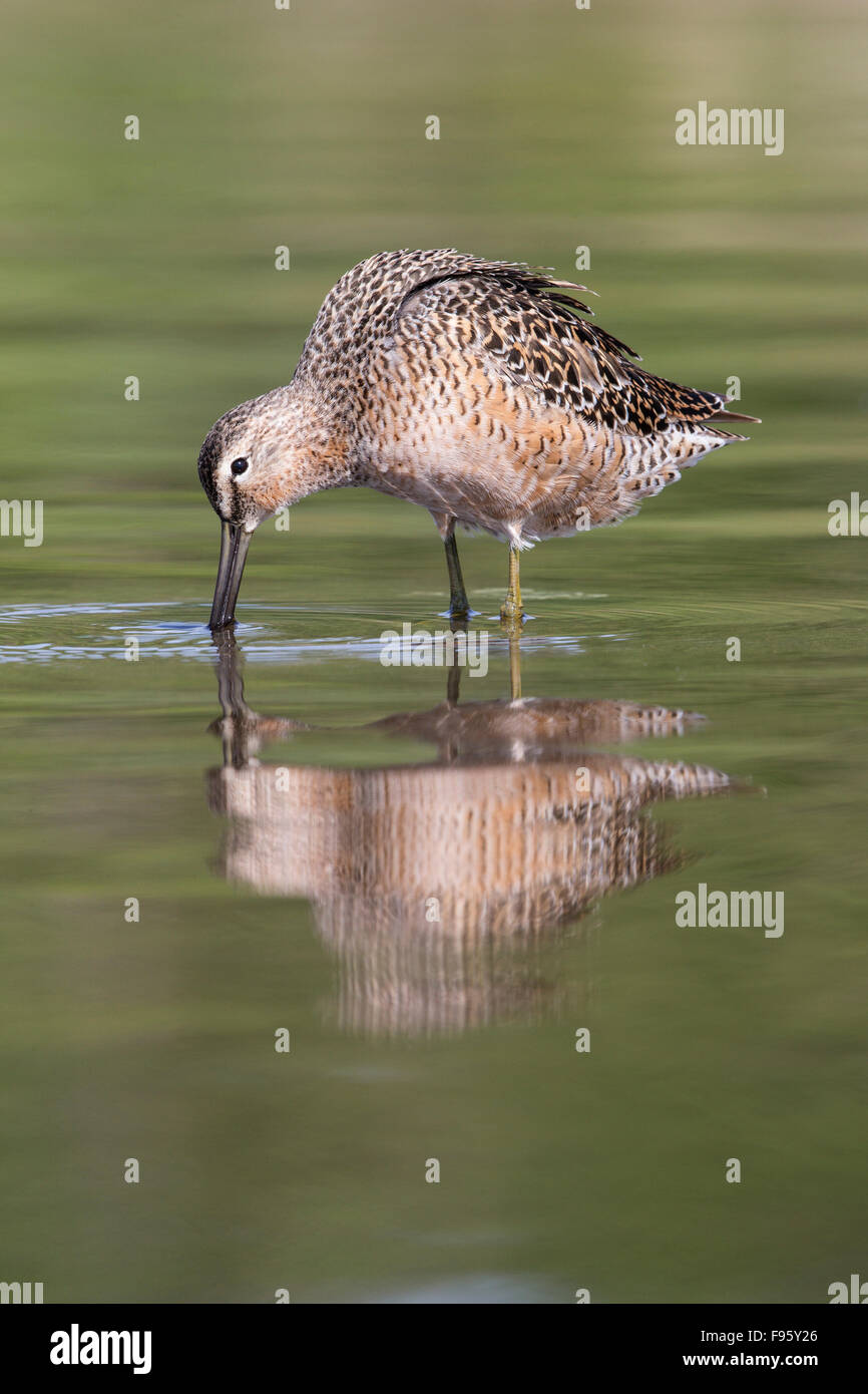 Dowitcher (Limnodromus sp.), obtaining water to apply to feathers during preening, Burnaby Lake, Burnaby, British Columbia, Stock Photo