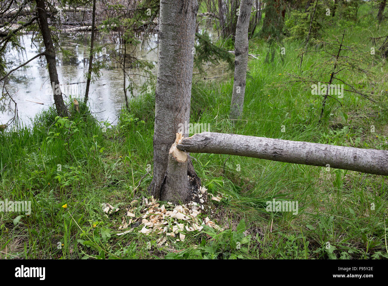 Tree (Populus so.) felled by beaver (Castor canadensis), ThompsonNicola region, British Columbia. Stock Photo