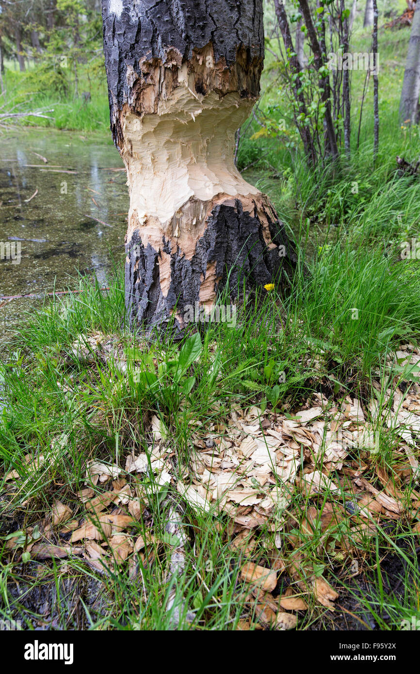 Tree (Populus so.) partially chewed through by beaver (Castor canadensis), ThompsonNicola region, British Columbia, Canada Stock Photo